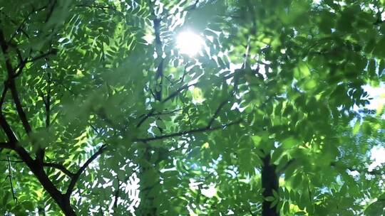 森林绿化植物阳光逆光晨雾树林