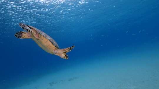 海龟，海洋，海洋生物，水下