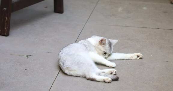 花园洋房院子 可爱猫咪 自我清洁休息玩耍