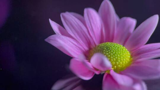 【镜头合集】微距鲜花厨具非洲菊花蕊花粉