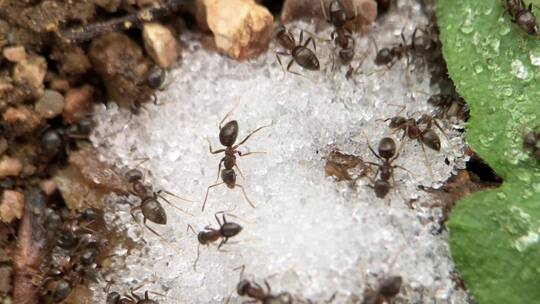 微距摄影 蚂蚁吃糖2视频素材模板下载