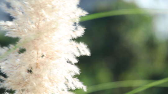 阳光下随风飘动的芦苇