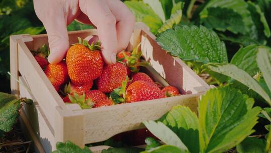 草莓种植园里摘草莓