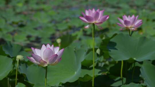 夏天池塘荷花莲花开放夏至立夏