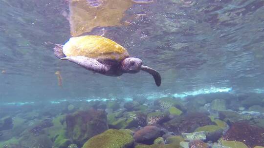 太平洋绿海龟特写视频素材模板下载