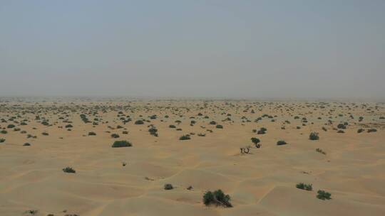 航拍沙漠绿化植被植物梭梭树红柳沙柳固沙
