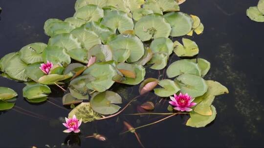 水塘中的睡莲