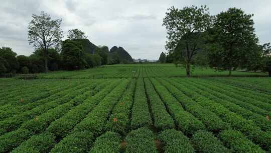 广西桂林尧山茶园