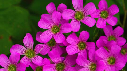 鲜花盛开唯美鲜花红花酢浆草