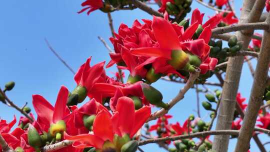 盛开的木棉花特写