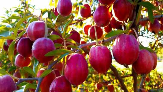 枝头成熟的红果实