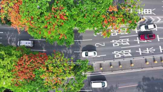 中国广东省广州市白云区白云大道南凤凰花