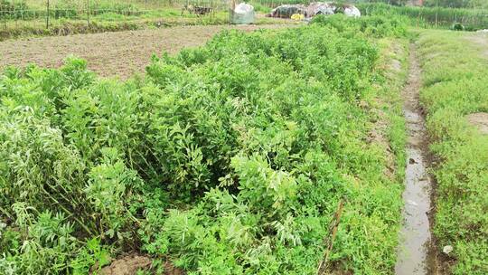 农村房屋蔬菜菜园花草树木绿色植物