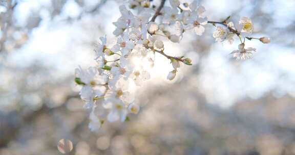 在阳光和蓝天的映衬下拍摄的白樱桃花