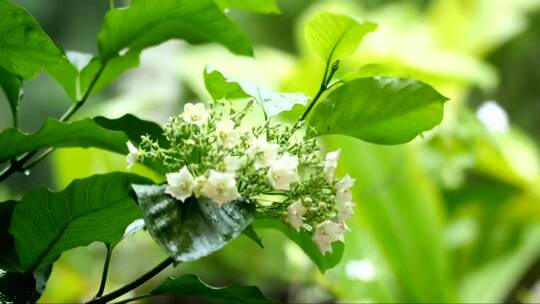 雨后的野花