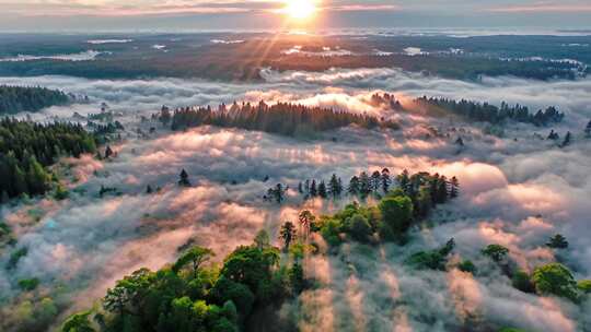 森林阳光云海森林云雾缭绕树林山大自然风景