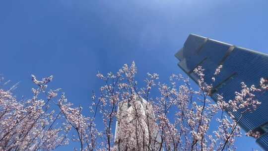 仰视双子塔高楼建筑风吹樱花树旋转