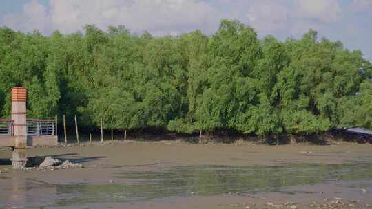 广东深圳湾滨海公园，红树林海洋生态