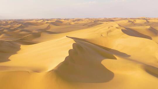 景观人文沙漠骆驼
