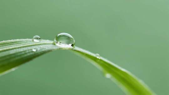 清新绿叶露珠滑落治愈自然风光视频