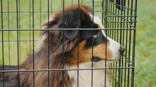狗在笼子里运送到动物收容所