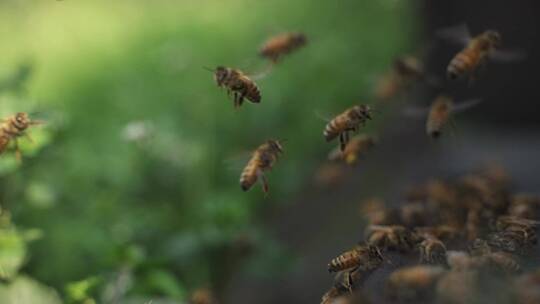 春天的蜜蜂飞舞慢镜头