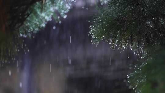 下雨天黑松针叶上的雨露水滴