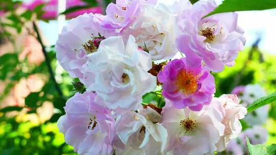 春天蔷薇花野蔷薇花朵花海自然风景