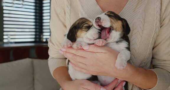 主人手里拿着两只小猎犬小狗