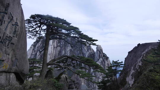 旅游景区 黄山群山映照下 迎客松远景 走云