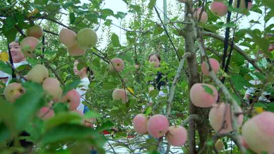 苹果熟了游客摘苹果4k