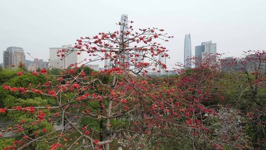 春天花开的城市