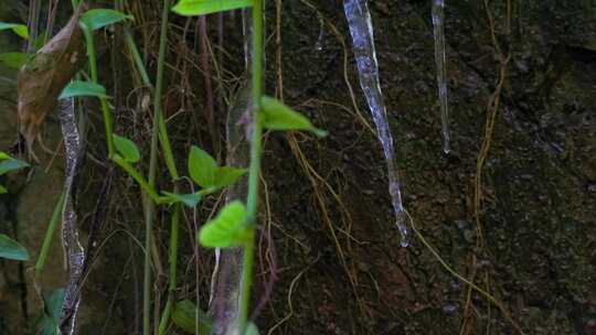 万物复苏，冰雪消融：植物里的冰柱水滴景象