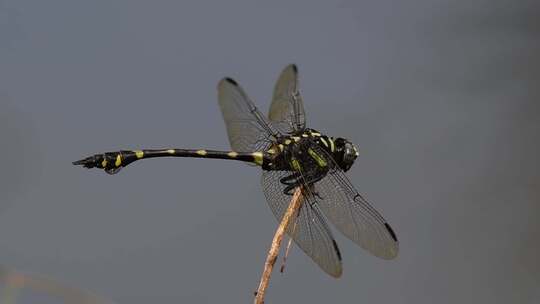 普通翼尾蜻蜓在泰国和亚洲很常见；大小可以