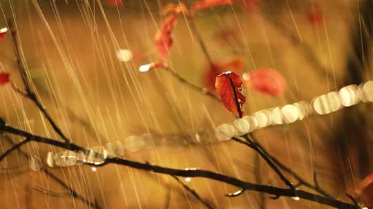 秋天的雨季