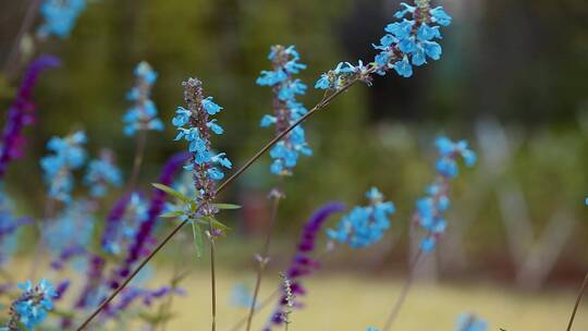 花园里的蓝色薰衣草小花引来蜜蜂