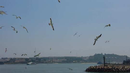 蓝色海洋大海海鸥岛屿浪花风景航拍