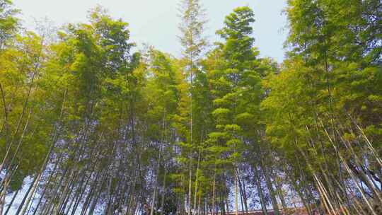 竹林自然风景