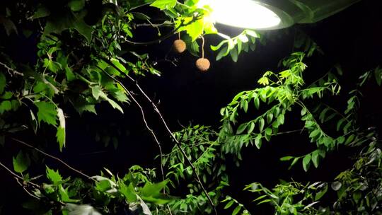 夜晚灯光杨树球唯美风吹树叶空镜