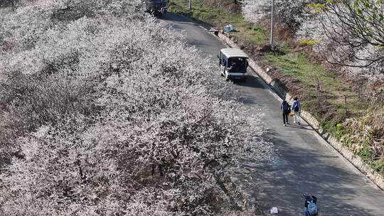 中国广东省广州市从化区广州流溪梅花节