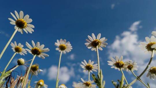 蓝天下田野上的雏菊鲜花特写