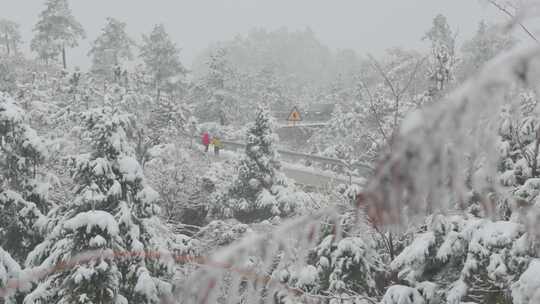 冬日雪林公路游客玩耍与大众车穿行的场景