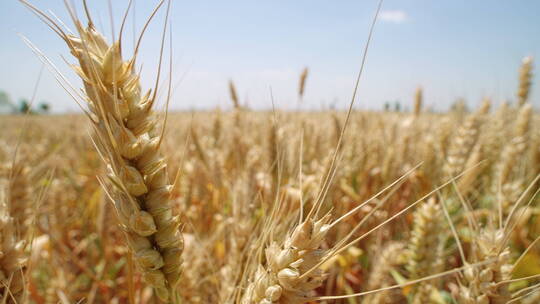 麦子麦地麦穗丰收