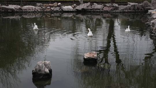 王羲之故居洗砚池中的白鹅在水里游来游去