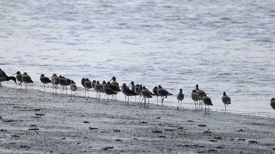 深圳湾公园滩涂的黑尾塍鹬