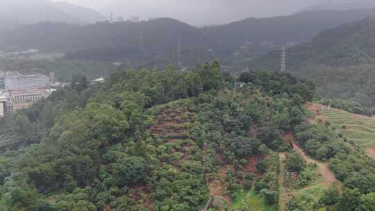 荔枝种植地航拍