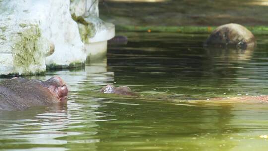 水里的河马