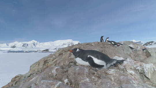 南极洲巴布亚企鹅休息在巢静态拍摄视频素材模板下载