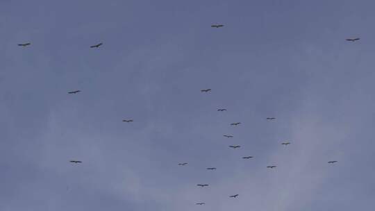 4K自然飞翔的鹰高山兀鹫