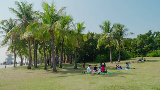 椰子树林晴天蓝家庭户外休闲深圳湾公园
